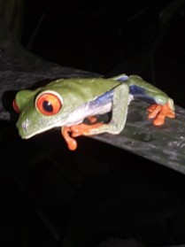 I was so lucky to capture this green tree frog